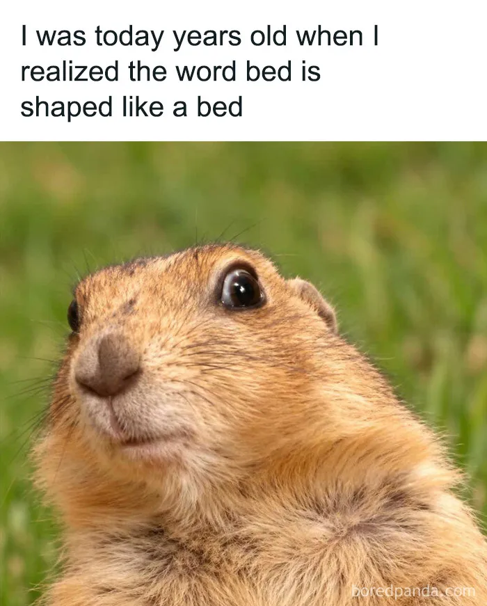 Amusing animal memes featuring a wide-eyed prairie dog looking surprised by a funny realization