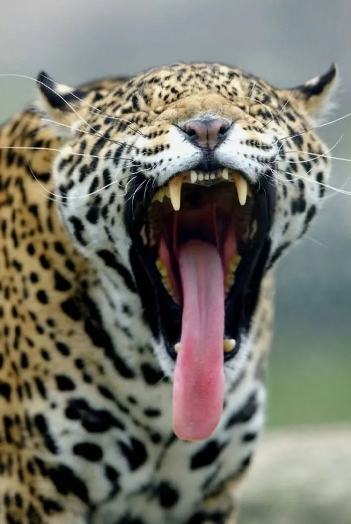 Close-up of a jaguar yawning, showing big cats reactions.