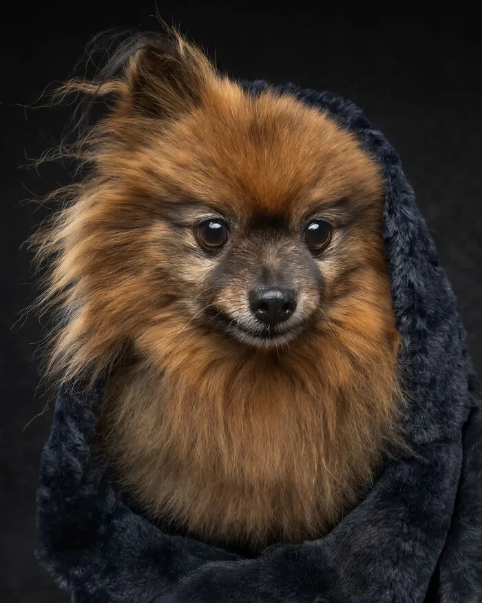 Fluffy Pomeranian wrapped in dark blanket for dog personality coffee table book