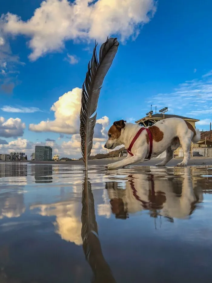 Dog playing near feather on a reflective wet beach in iPhone photography