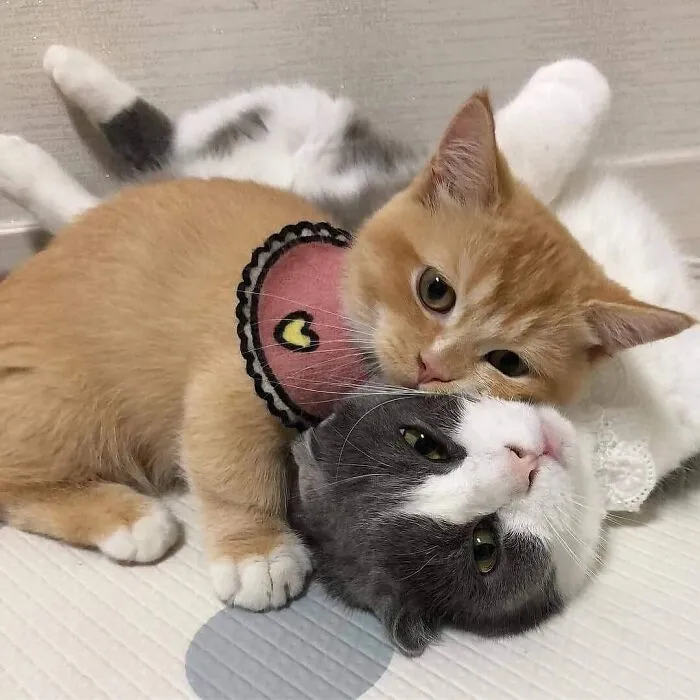 An orange kitten affectionately cuddling on top of a gray mama cat.