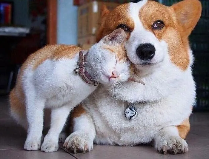 Funny animals: a fluffy orange and white cat affectionately nuzzling a corgi dog
