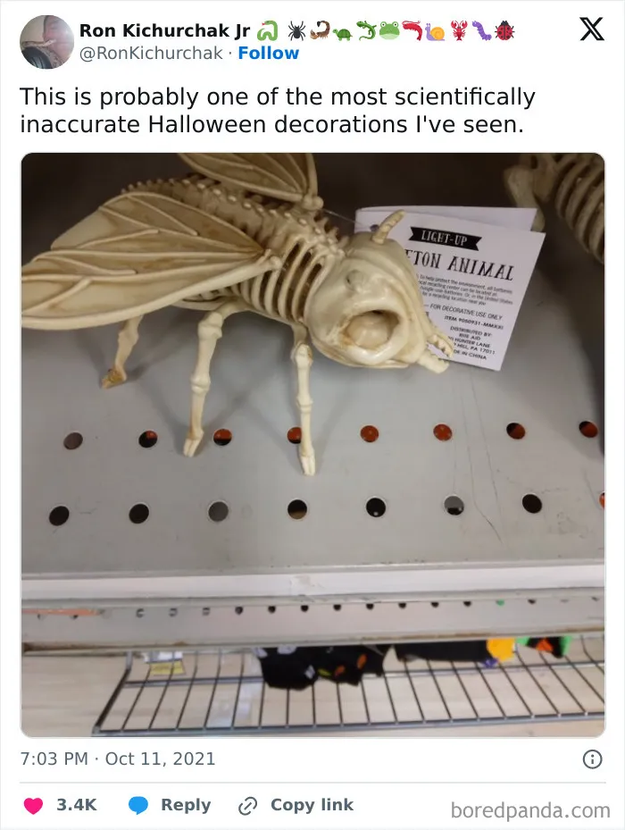 A funny post showcasing a scientifically inaccurate fly skeleton Halloween decoration during spooky season.