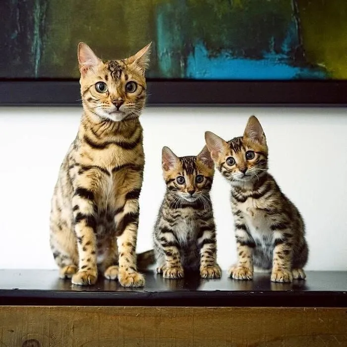 A proud mama cat sitting next to two identical mini Bengal kittens.