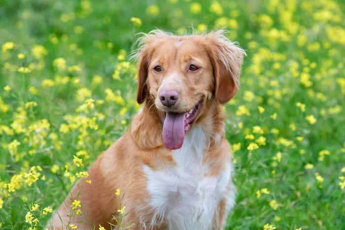 A happy dog panting in a field of yellow flowers, showcasing a moment where strangers said something unexpected.