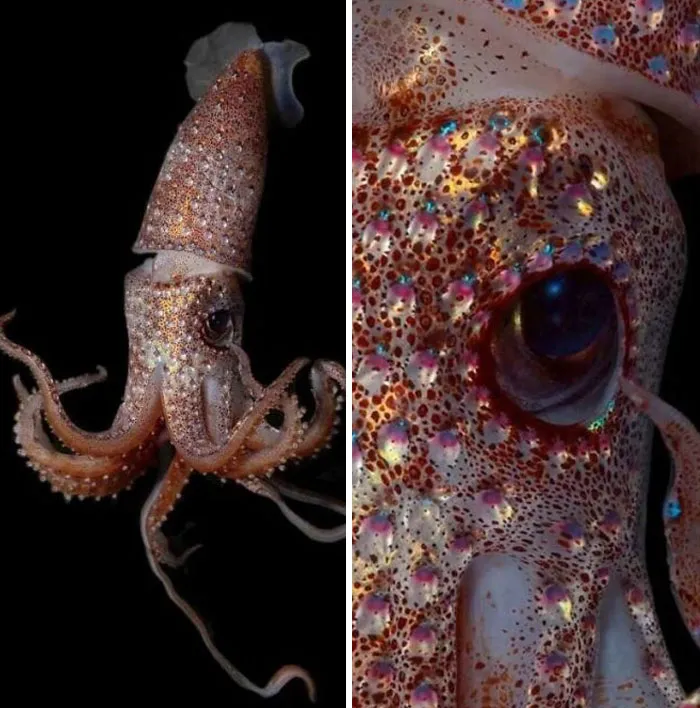 Close-up of colorful deep-water squid showing texture and eye