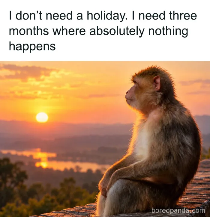 Relatable animal memes with a thoughtful monkey gazing at the sunset thinking about holidays