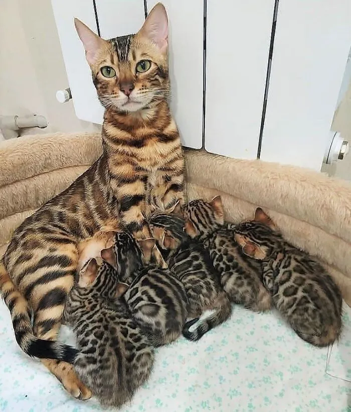 A spotted mama cat nursing her group of tiny Bengal kittens in a cozy pet bed.