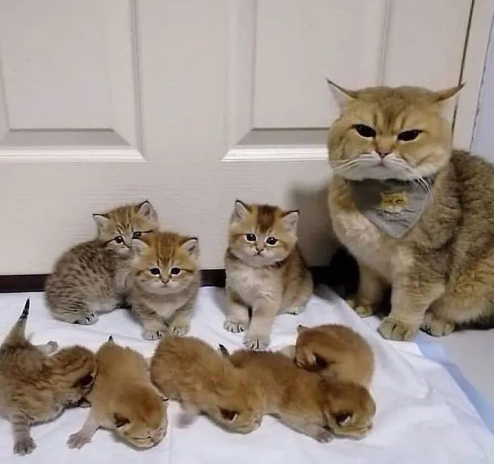 Fluffy mama cat sitting beside her large litter of cute brown kittens.