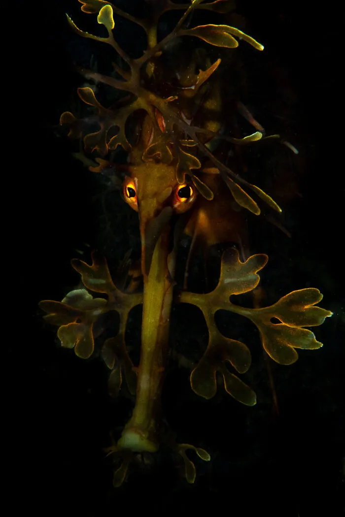 Close up of a leafy seadragon camouflaged in seaweed, captured for NPOTY.