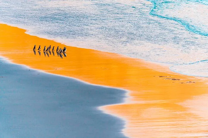 A line of penguins walking along a bright orange sandy beach near the ocean for Npoty.