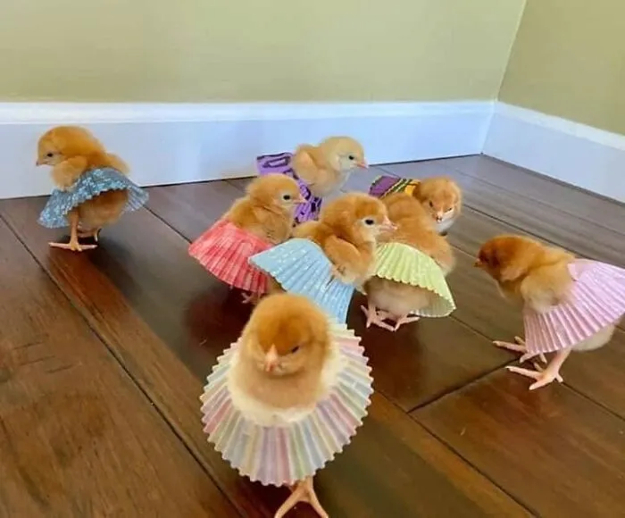 Funny animals: small fluffy chicks wearing colorful cupcake liners as tutus on a wooden floor