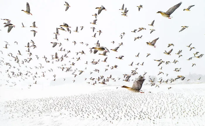 Flock of birds flying over a snow-covered field captured in a nature NPOTY photography shot