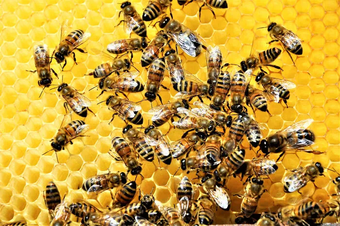 Bees swarming on a yellow honeycomb, depicting partner's bizarre ideas about nature and intelligence