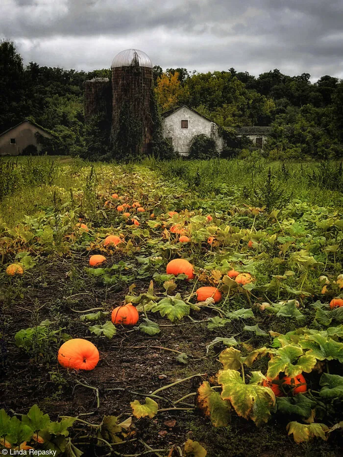 Patch of bright orange pumpkins growing on vines in a field near a farm silo.
