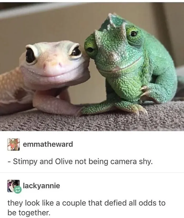 A gecko and a chameleon posing together as part of wholesome memes.