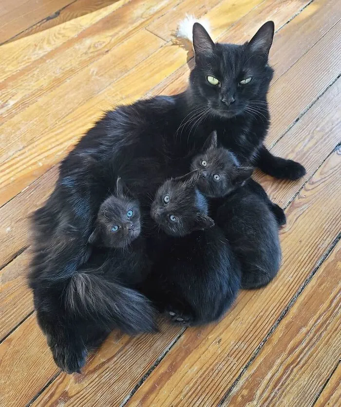 Fluffy black mama cat lying on wooden floor surrounded by her adorable black kittens.