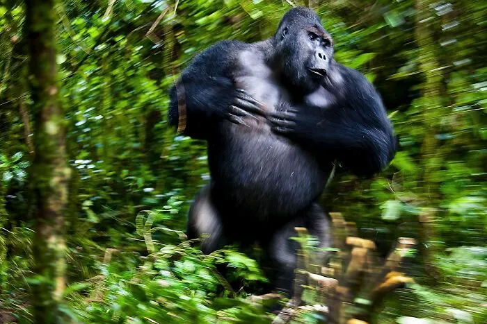 A powerful gorilla chest-beating in a lush green jungle, capturing wildlife photography for Npoty.