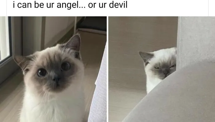 Relatable cat memes with two photos of a cute cat looking innocent then giving a suspicious glare.