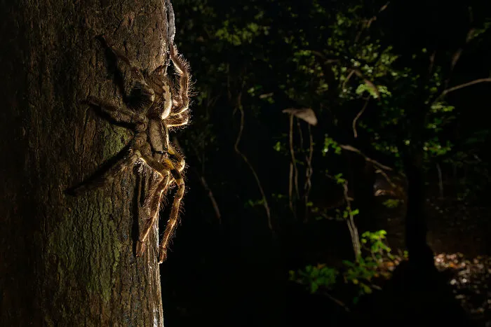 Large tarantula climbing up a tree trunk at night featured in NPOTY nature photography