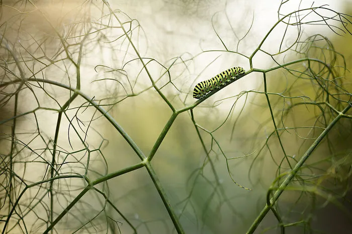 Green caterpillar crawling on delicate thin plant branches for NPOTY nature photo
