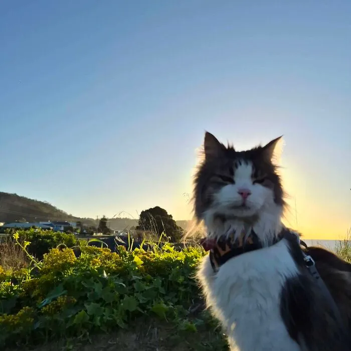 A majestic long-haired cat wearing a harness outdoors, capturing pet stories under a blue sky