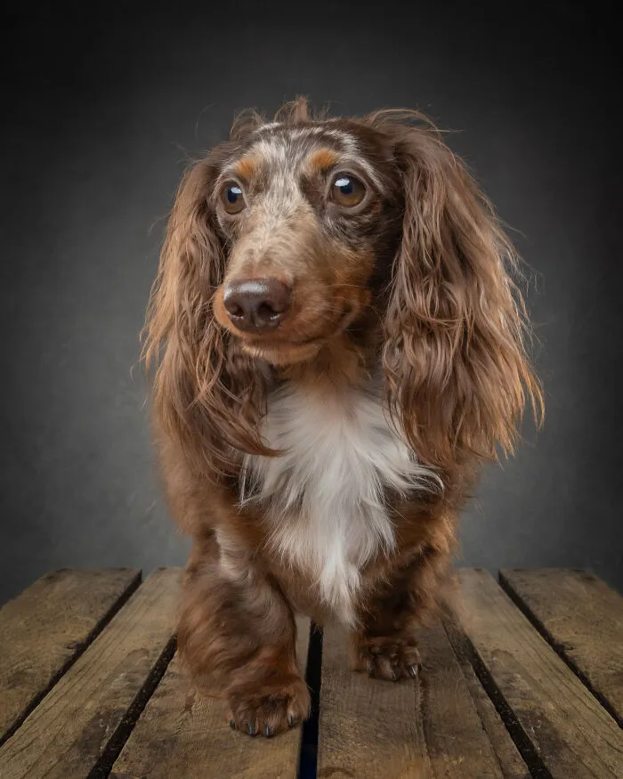 Close-up of long-haired dachshund on wooden floor for doggy personality book