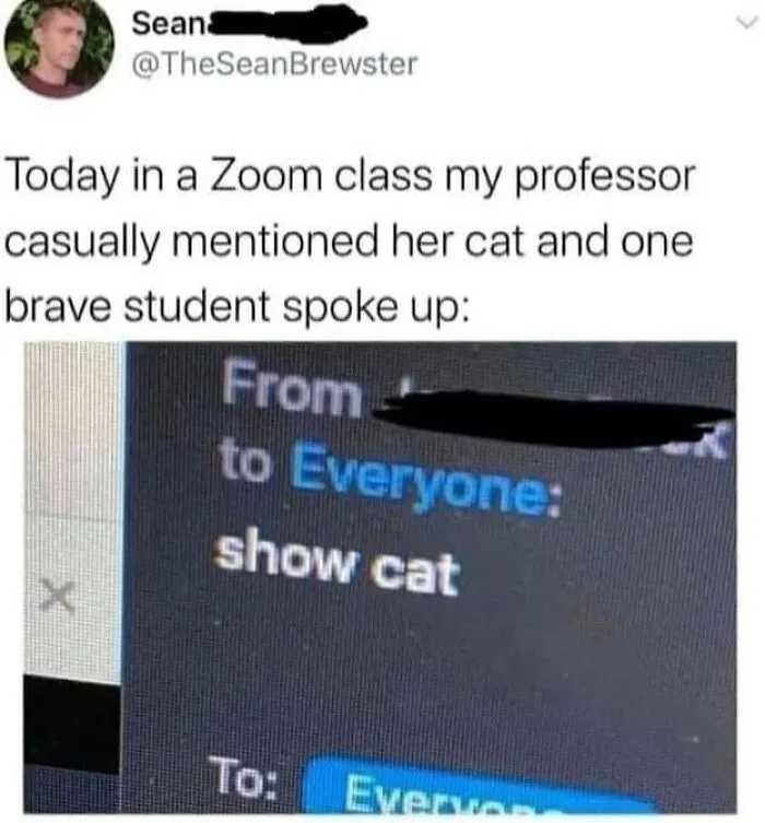 Cat memes featuring a Zoom chat screenshot where a student messages show cat to everyone.