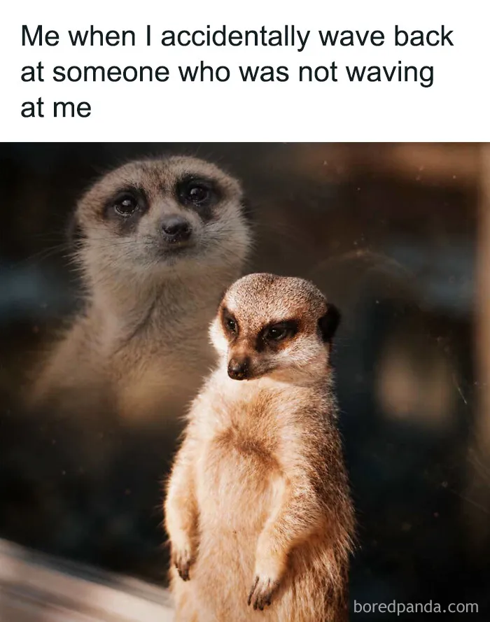 Regretful meerkat looking away in funny animal memes about waving back at a stranger.
