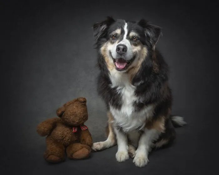 Happy dog sitting next to teddy bear in portrait celebrating dogs big personalities