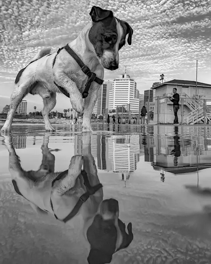Black and white iPhone shot of dog and reflection on wet surface