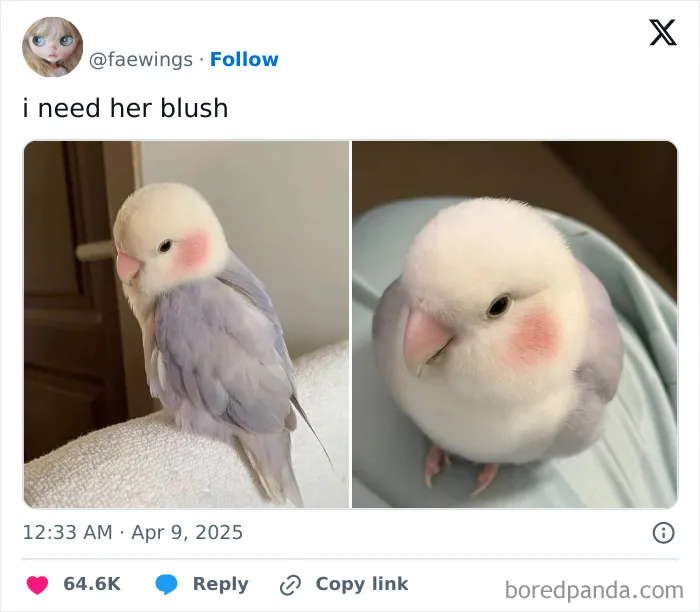 Close-up of a bird with pink blush on cheeks, relatable female meme about blush
