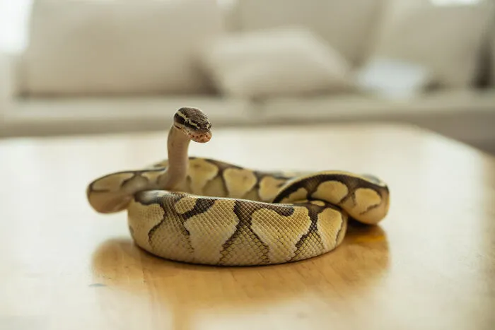 Coiled ball python snake on wooden table indoors