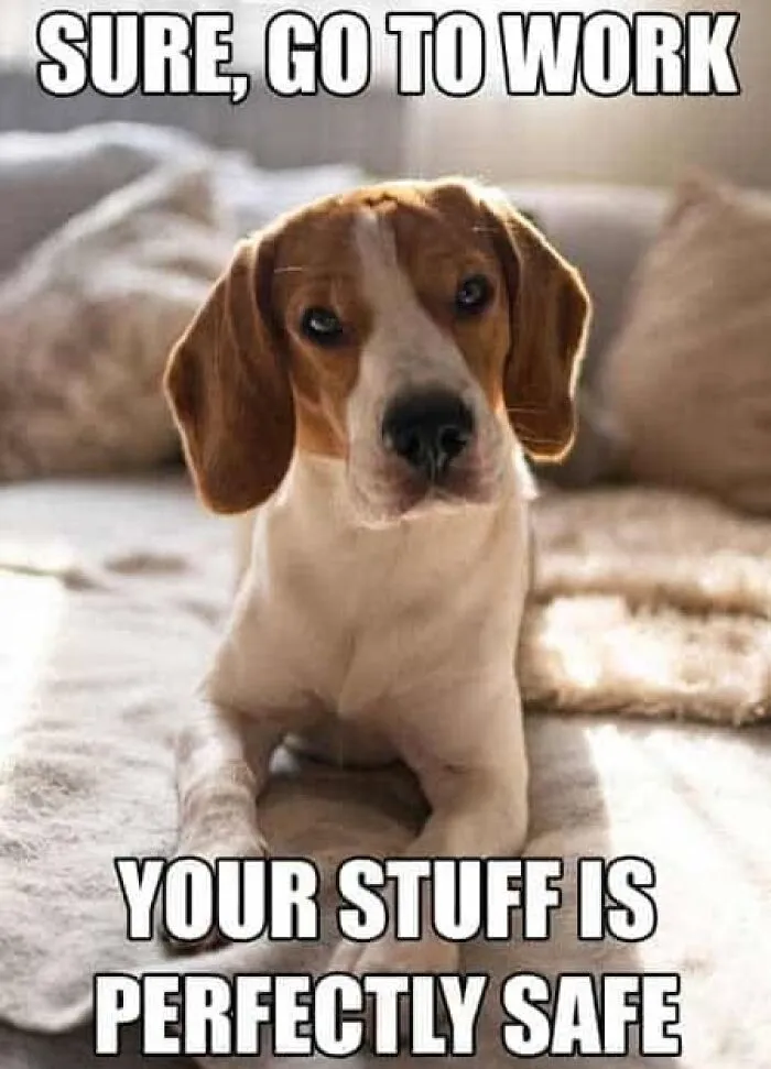 Beagle staring intently on a couch, representing heartwarming dog memes about house rules.