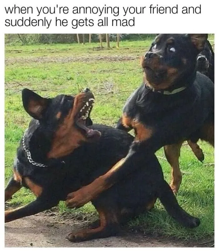 Two Rottweilers playing roughly, capturing an expressive moment from hilarious dog memes.