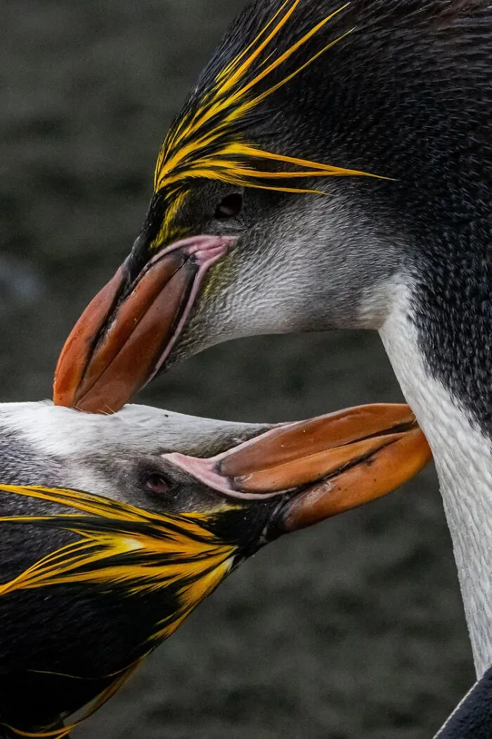 Close-up of two royal penguins touching beaks, a stunning bird photo
