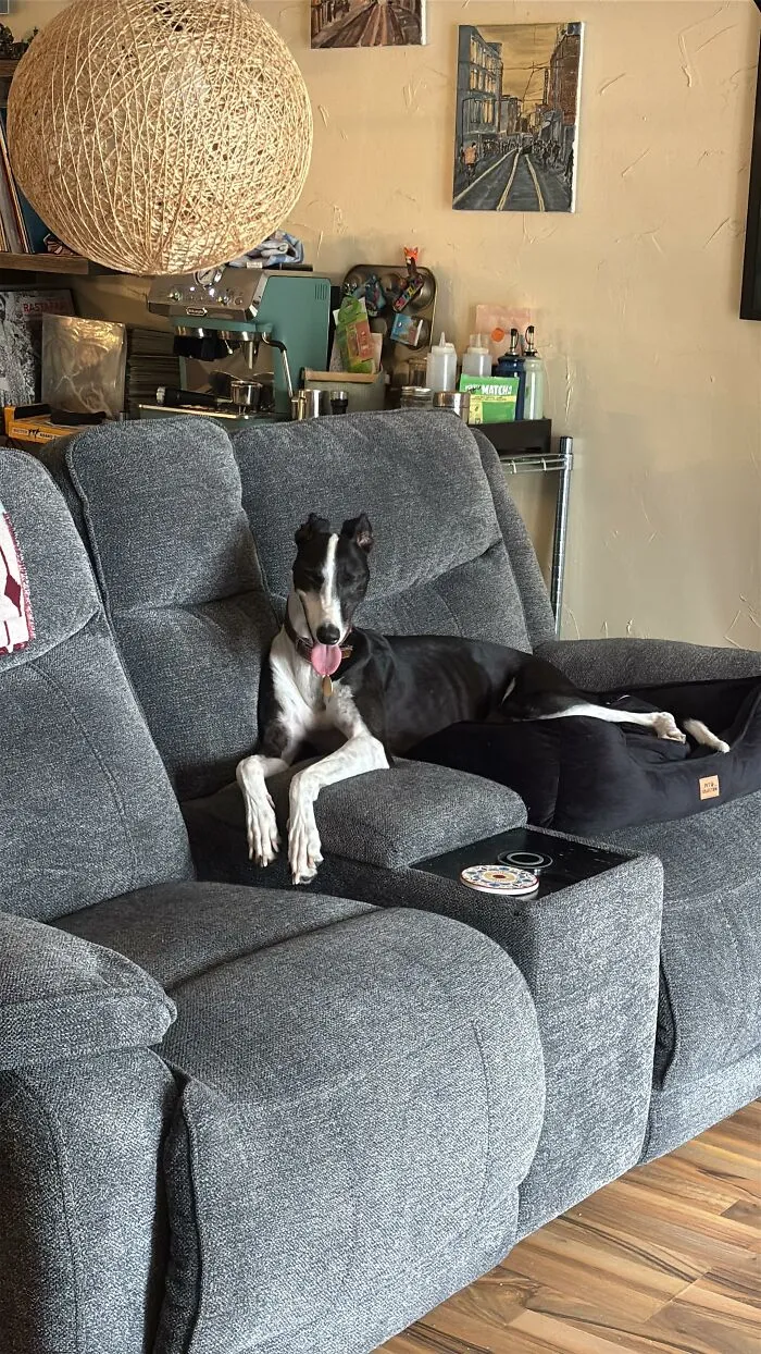 Black and white dog lounging on gray couch in living room