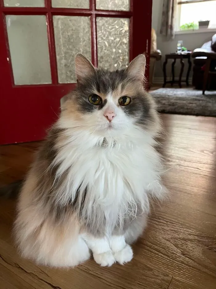 A fluffy grey and white cat sitting on a wooden floor, celebrating life stories with pets.