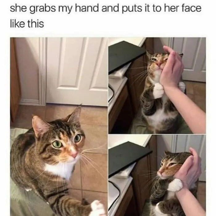 Hilarious animal memes show a cat grabbing its owner hand and pressing it against her face.