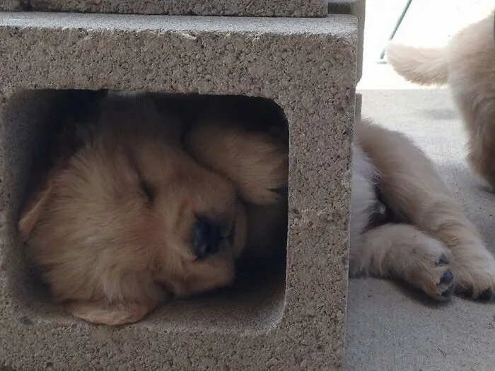 A sleeping puppy curled up inside a concrete cinder block.