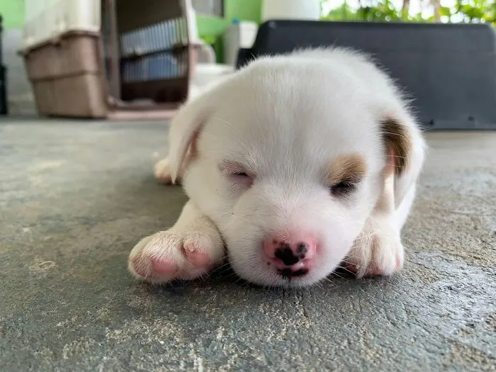A tiny white rescued puppy sleeping peacefully, from All Sato Rescue