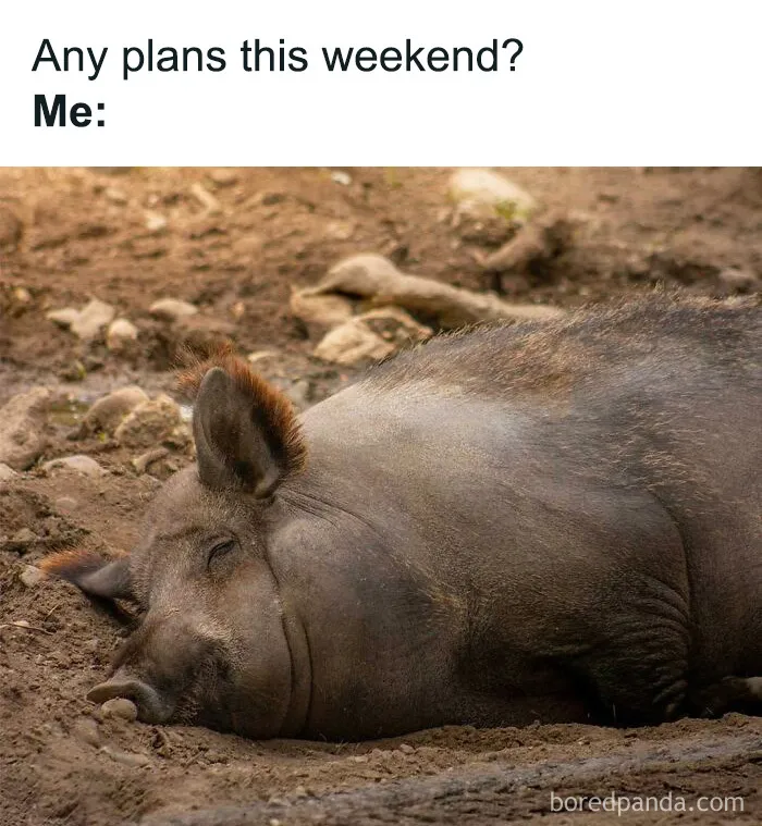 Large pig sleeping peacefully in the mud, representing relatable animal memes about weekend plans.