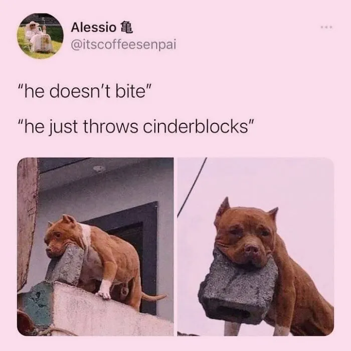 Hilarious dog memes post featuring a pit bull holding a heavy cinderblock in its mouth.