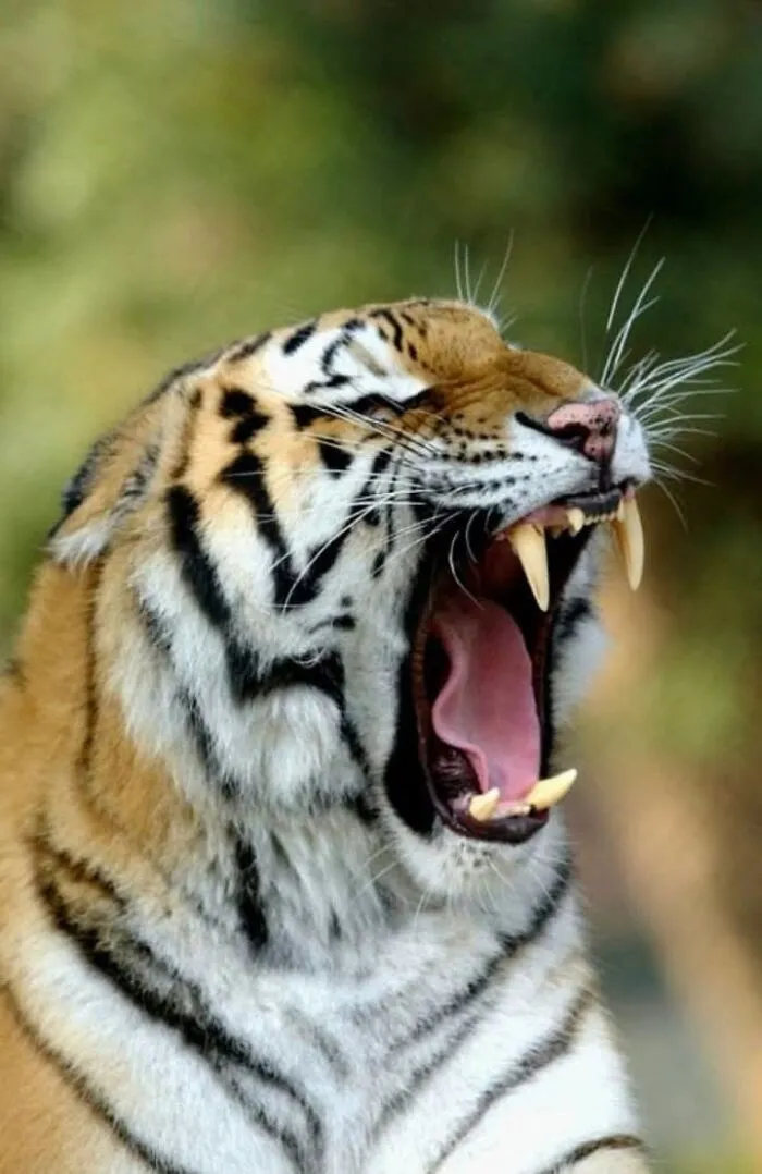 Side profile of a tiger opening its mouth wide to yawn, captured by a wildlife photographer.
