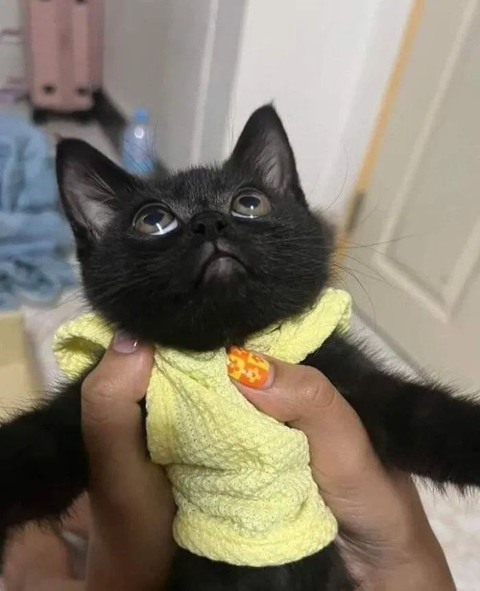 Adorable black cat wearing a yellow knitted shirt looking up with big eyes.