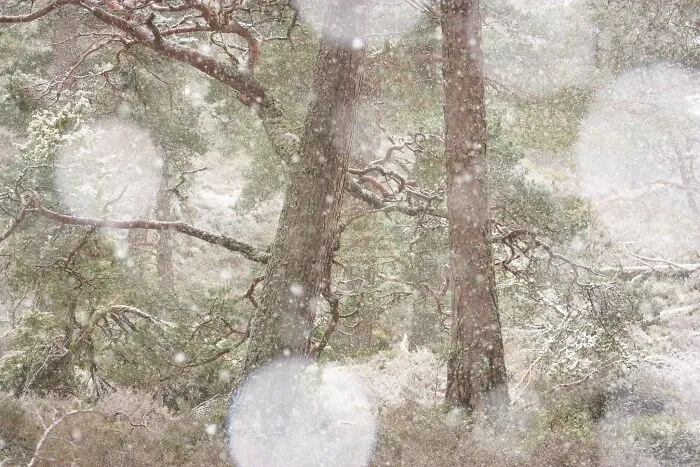 Close-up of pine tree trunks during a soft snowfall for Natural Landscape Photography Awards