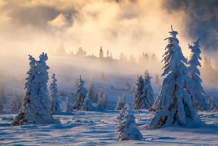 Snow-covered evergreen trees in a foggy mountain landscape for Natural Landscape Photography Awards