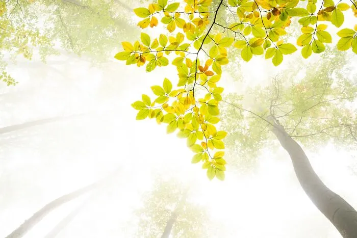 Bright yellow autumn tree leaves against misty forest canopy for Natural Landscape Photography Awards