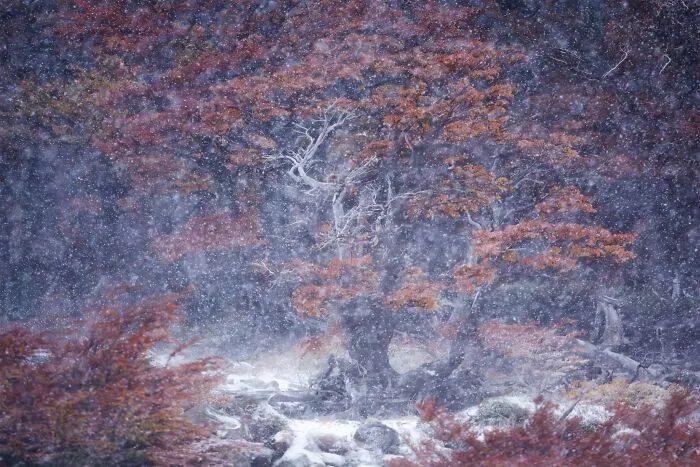Autumn trees with red foliage during a snowfall for Natural Landscape Photography Awards