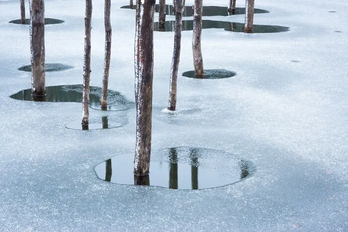 Bare tree trunks standing in a frozen lake with ice pools for Natural Landscape Photography Awards